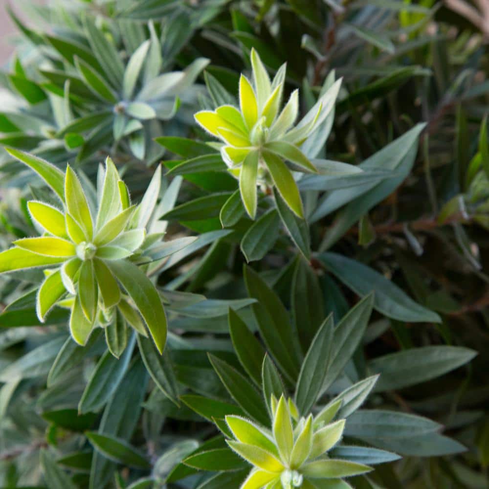 2 Gal. Light Show Bottlebrush Dwarf Plant with Red Flowers - Hercitys