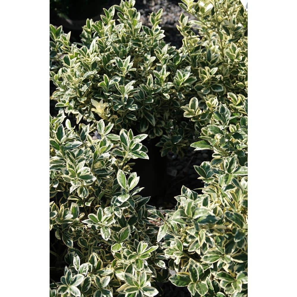 1 Gal. Silver King Euonymus Shrub Evergreen Leaves with Silvery White Edges - Hercitys