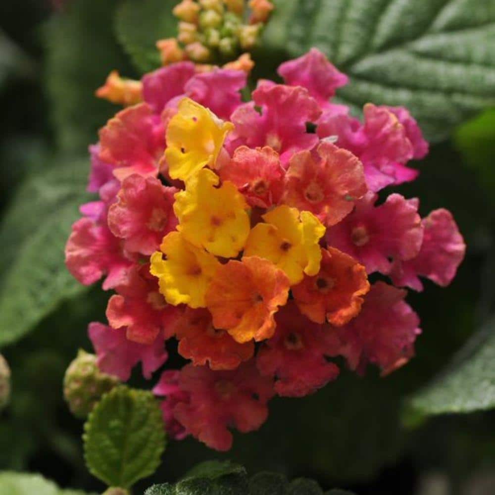 2.6 Qt. Hot Pink Little Lucky Lantana Plant with Pink and Yellow Blooms - Hercitys