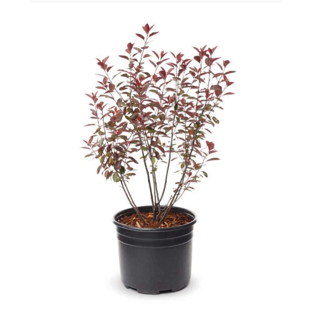 2.25 Gallon Purple Leaf Sand Cherry (Prunus x cistena) Shrub with Pink Flowers 1-Each - Hercitys