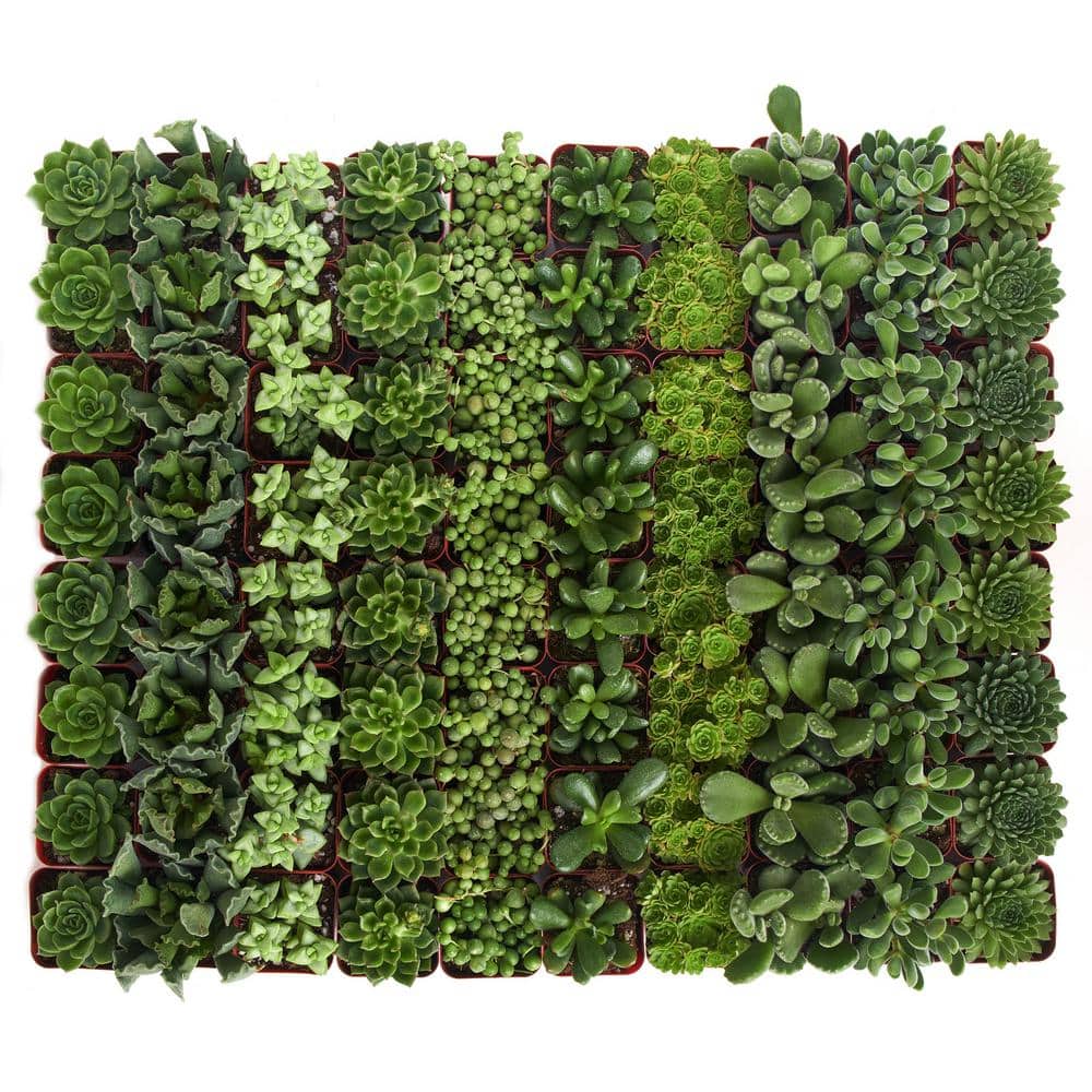 2 in. Green Succulent (Collection of 40) - Hercitys