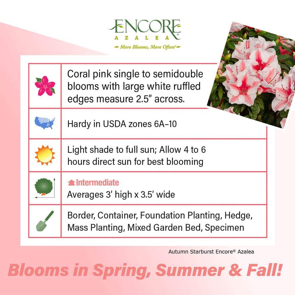 3 Gal. Autumn Starburst Encore Azalea Shrub with Coral Pink and White Reblooming Flowers - Hercitys