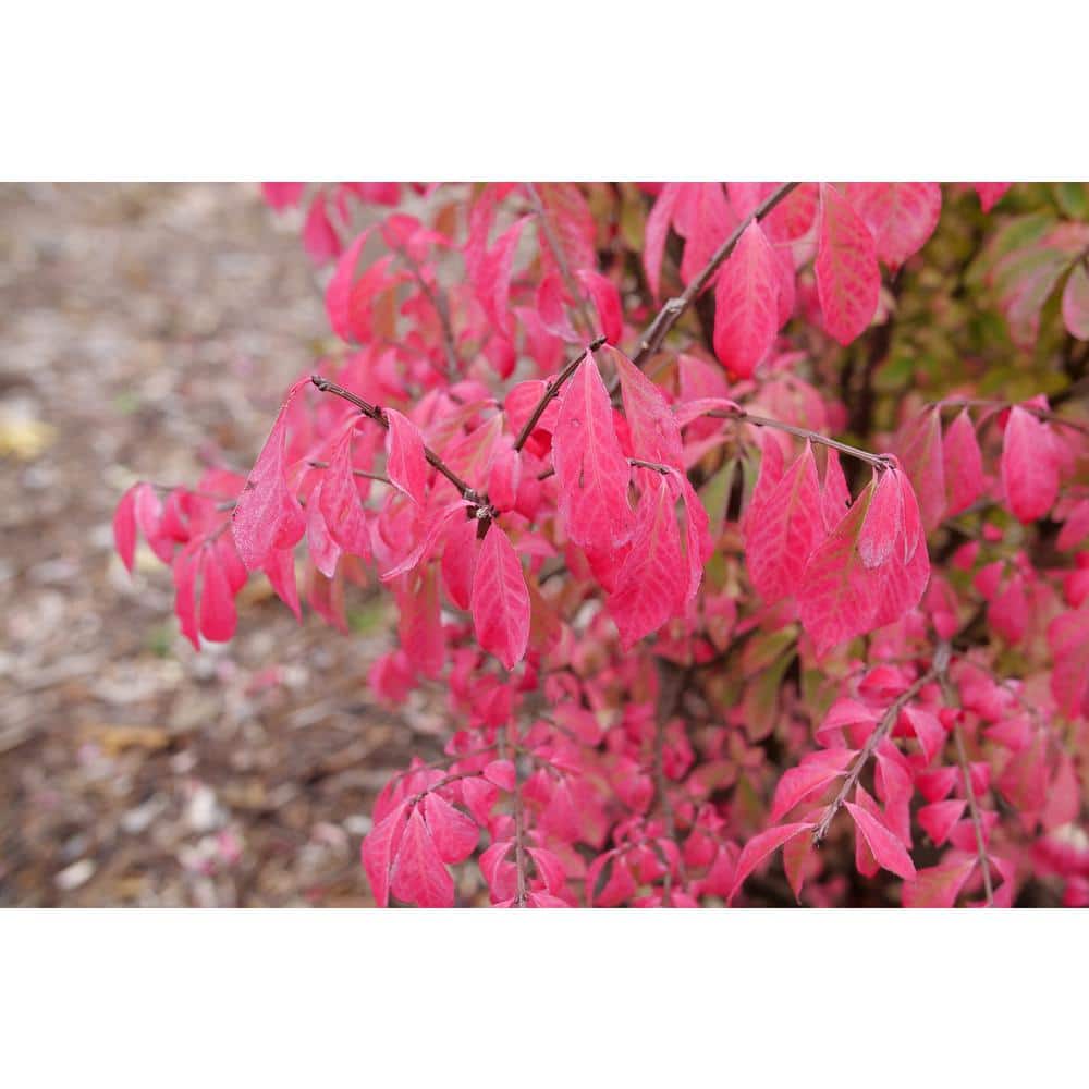 4.5 in. qt. Fire Ball Seedless Burning Bush (Euonymus Alatus) Live Shrub with Green and Red Foliage - Hercitys