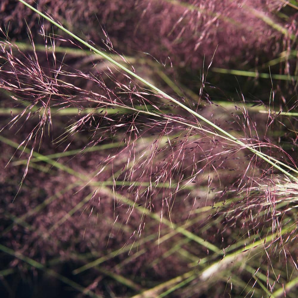 3 Gal. Pink Muhly Grass (2-Pack) - Hercitys