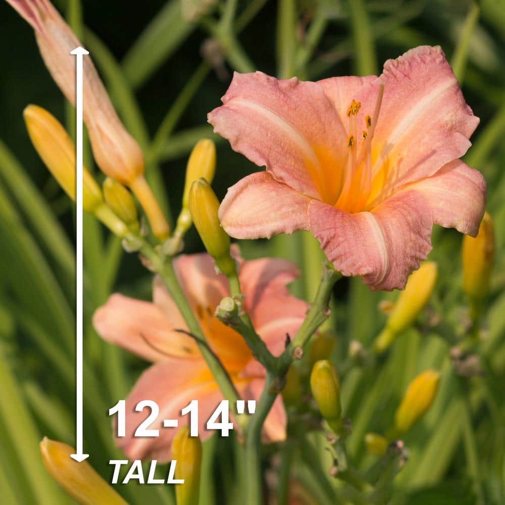 1-Year, EveryDaylily Pink Wing Daylily Flower Bulbs (Bag of 10) - Hercitys
