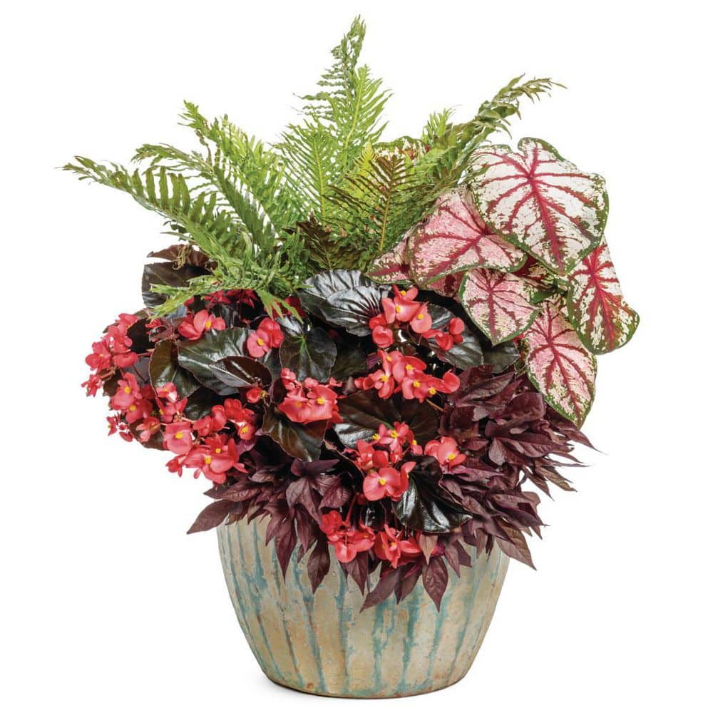 4.5 in. Qt. Silver Lady Dwarf Tree Fern (Blechnum Gibbum) Live Annual Plant with Green Foliage - Hercitys