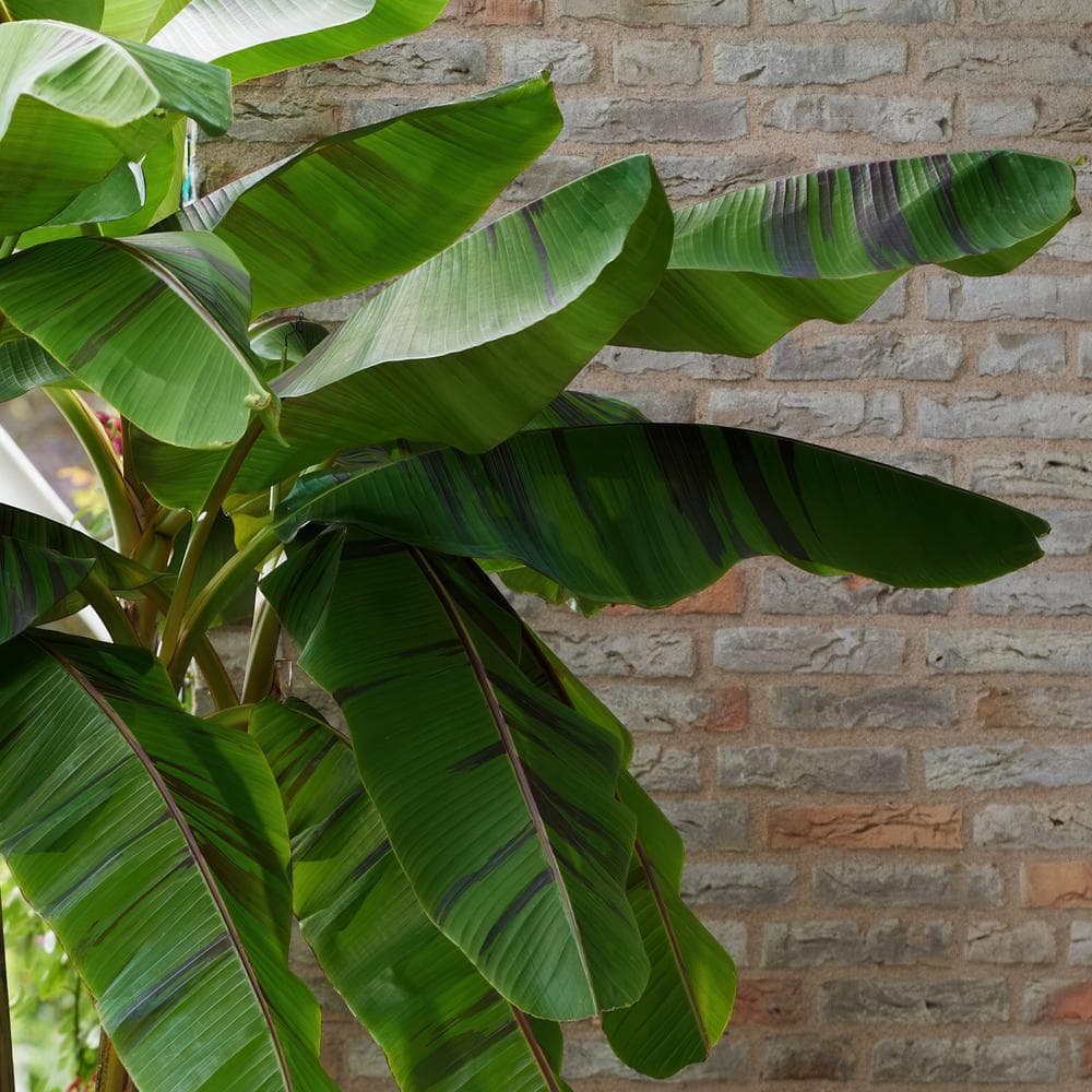 3.5 in. Banana Hardy Ever Red Perennial Plant - Hercitys