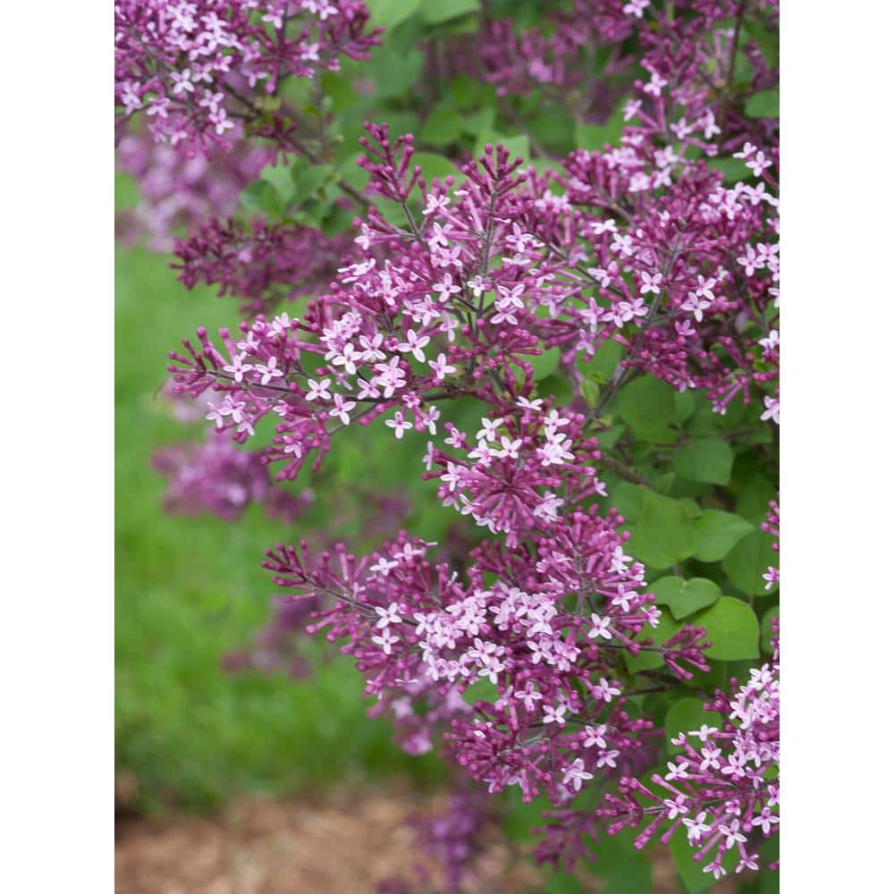 4.5 in. Qt. Bloomerang Dark Purple Reblooming Lilac (Syringa) Live Shrub, Purple Flowers - Hercitys