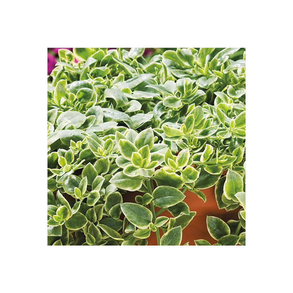 4.25 in. Eco+Grande Mezoo Trailing Red Livingstone Daisy (Mesembryanthe) Live Plant, Red Flowers (4-Pack) - Hercitys