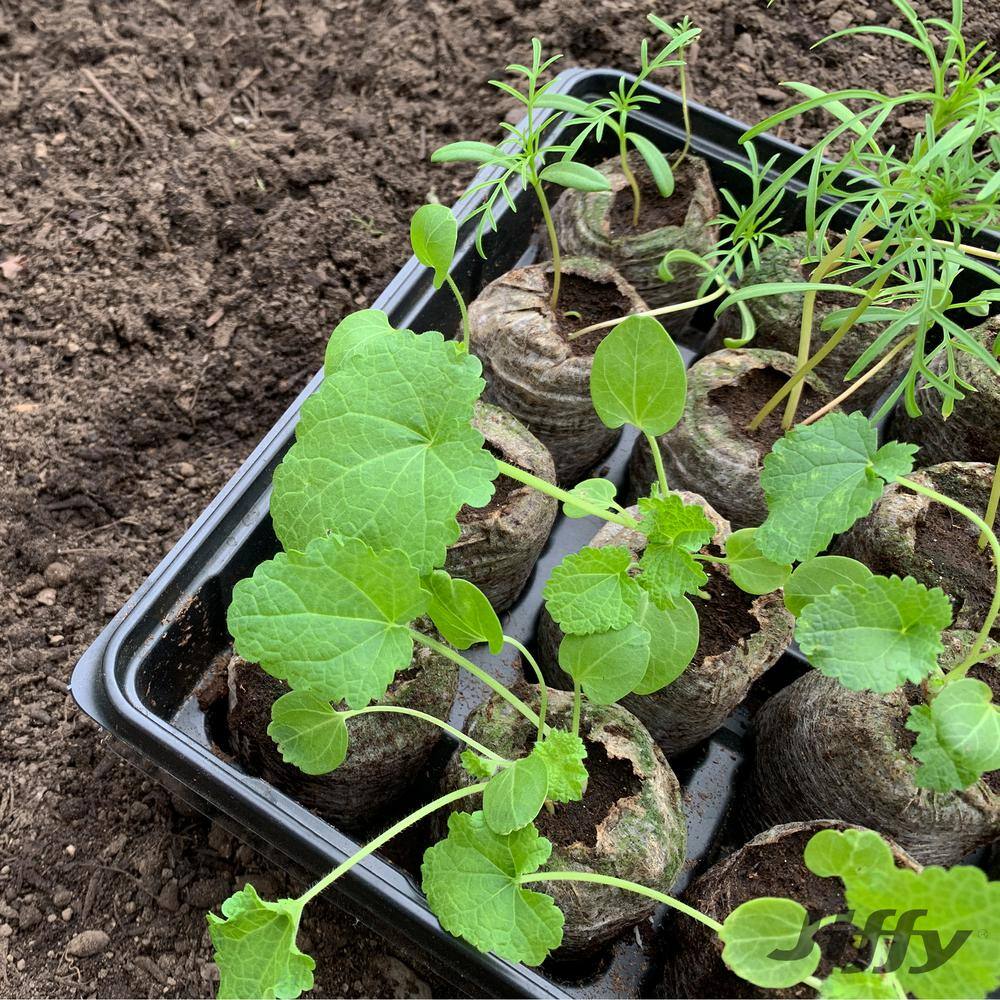 36 Large Peat Pellets Seed Starter Kit with SUPERthrive - Hercitys