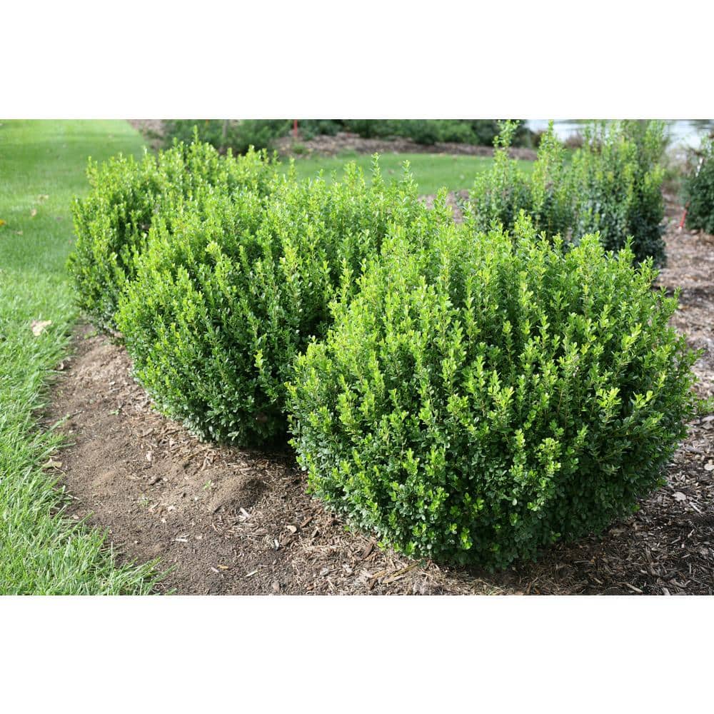 2 Gal. Sprinter Boxwood (Buxus) Live Evergreen Shrub, Green Foliage - Hercitys