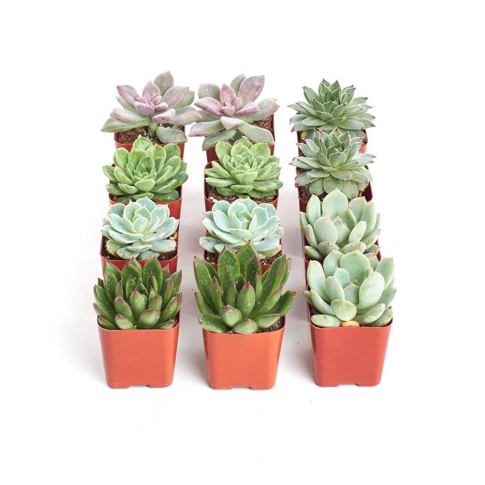 2 in. Rosette Succulent (Collection of 12) - Hercitys