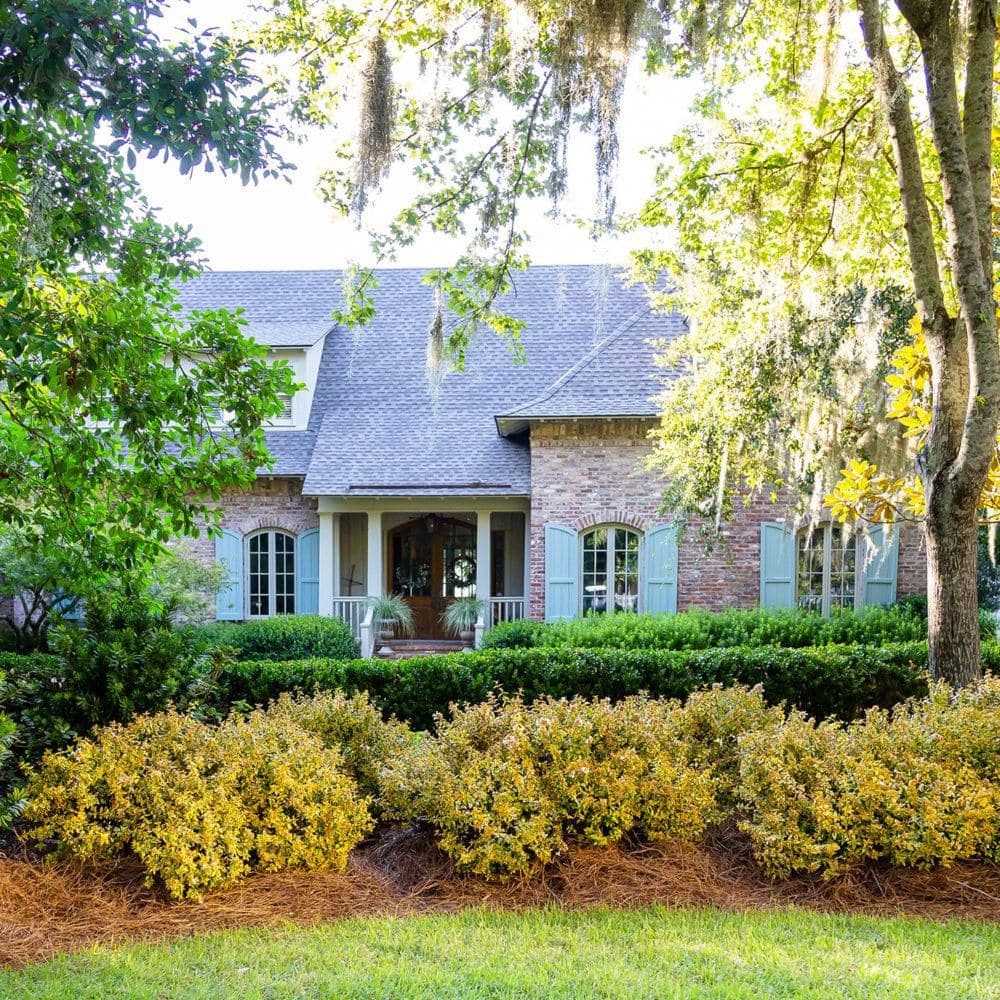 3 gal. Kaleidoscope Abelia with Petite White Blooms and Golden Yellow Variegated Foliage - Hercitys