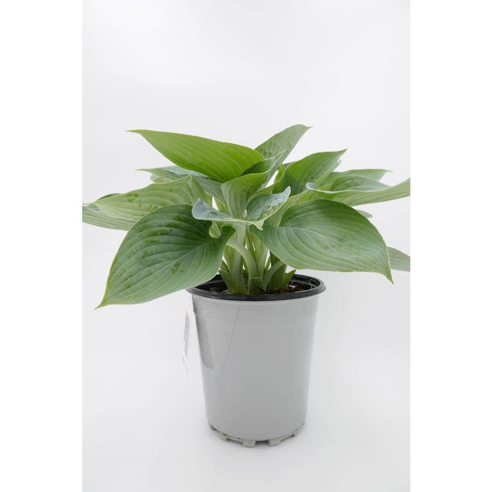 2.5 Qt. Blue Hosta Live Flowering Shade Perennial Plant - Hercitys