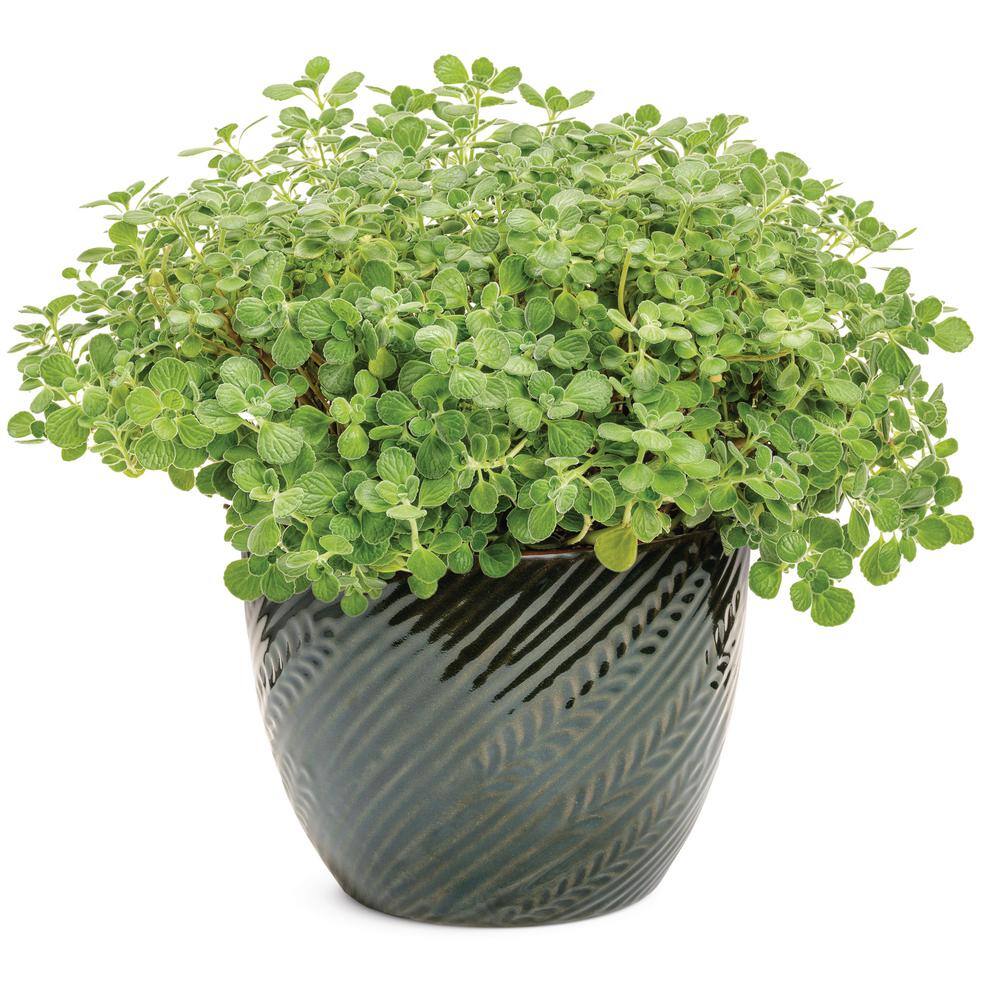 4.25 in. Eco Plus Grande, Cerveza ‘N Lime Live Annual Plant, Green Flowers (4-Pack) - Hercitys