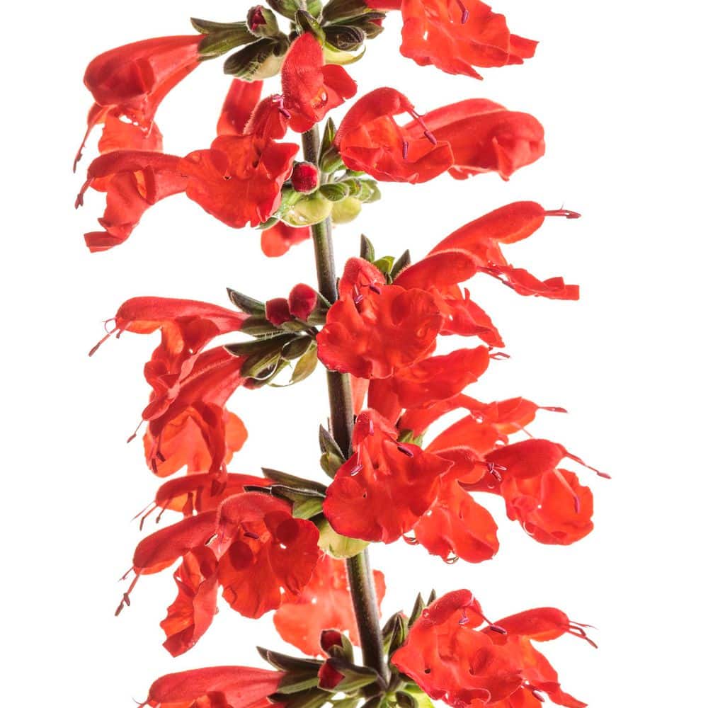 4.25 in. Eco+ Grande Unplugged Red Scarlet Sage (Salvia Coccinea) Live Annual Plant with Red Flowers 4-Pack - Hercitys