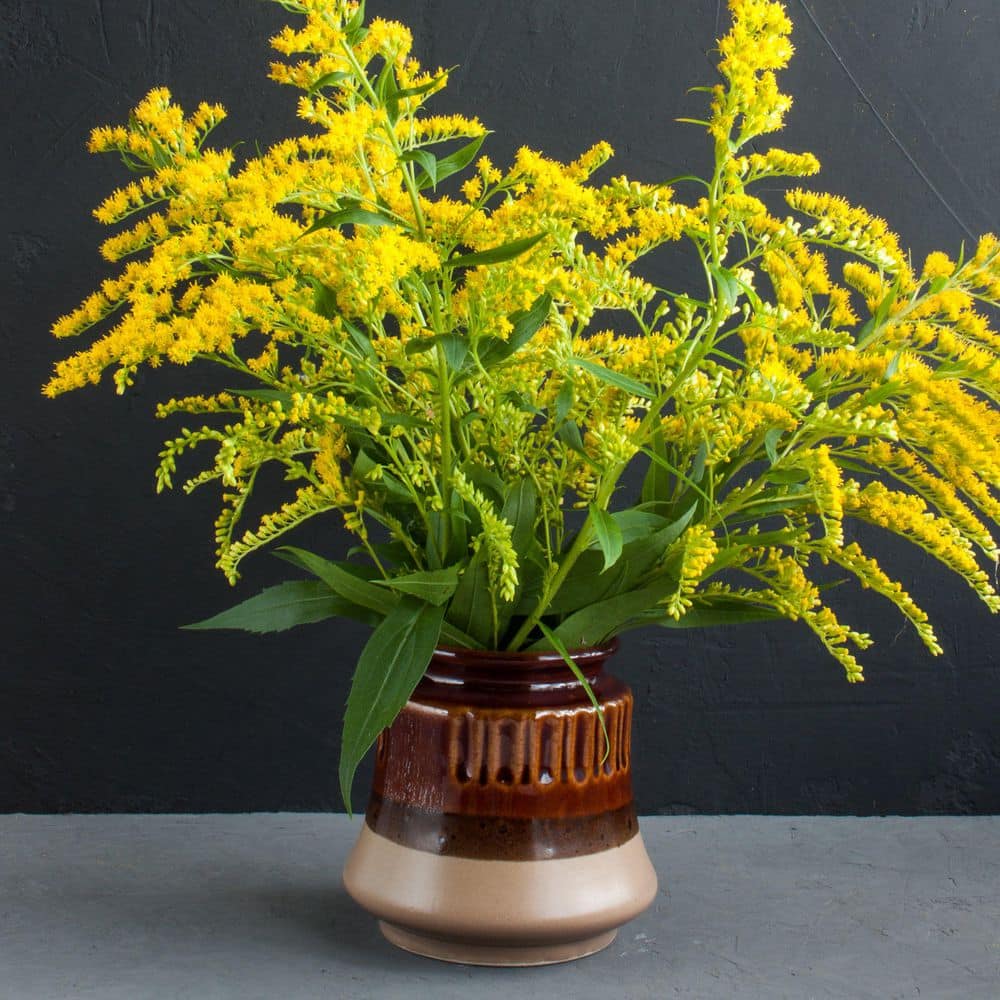 3.25 in. Goldenrod Spark Plug Perennial Plant with Yellow Flowers (3-Pack) - Hercitys
