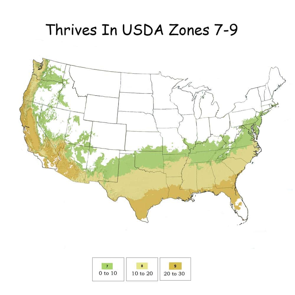 2.5 Qt. August Beauty Gardenia Shrub with Double White Flowers and Green Foliage - Hercitys