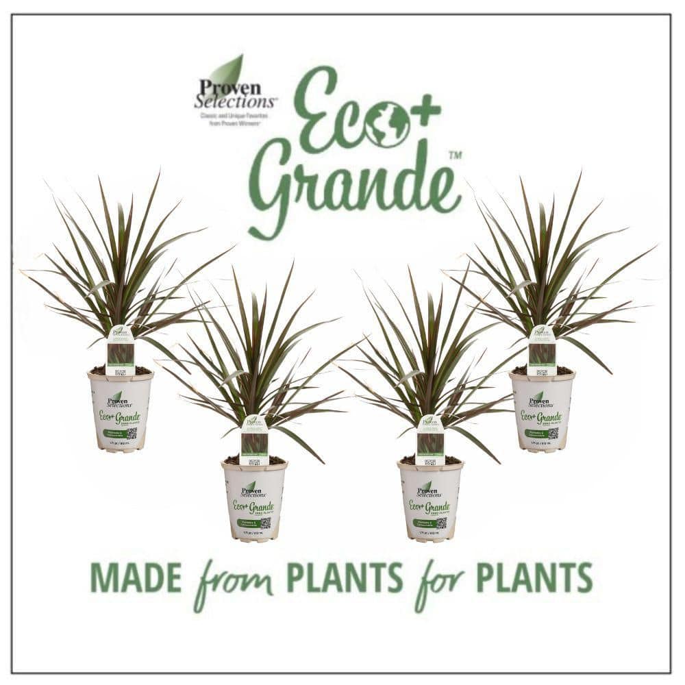 4.25 in. Eco+ Grande Cordylena Bloodstone Madagascar Dragon Tree (Dracaena Marginata) Live Annual Plant 4-Pack - Hercitys