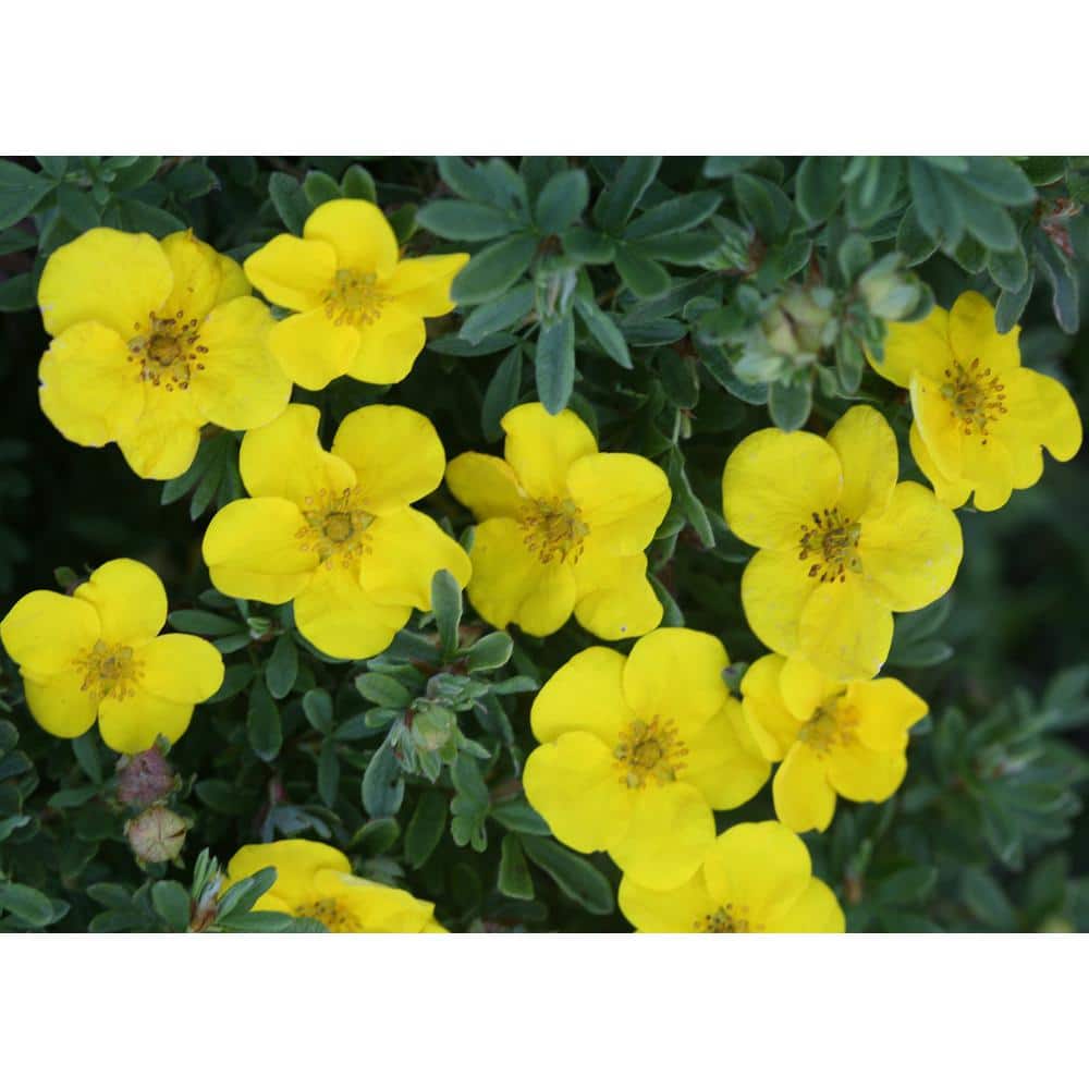 4.5 in. Qt. Happy Face Yellow Potentilla (Fruticosa) Flowering Shrub With Yellow Flowers - Hercitys