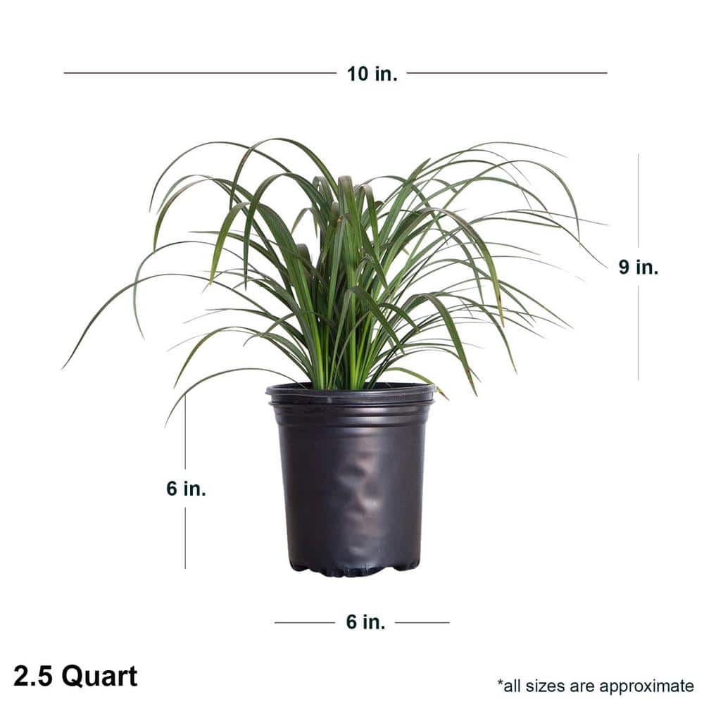 2.5 Qt. Super Blue Lily Turf (Liriope) Grass with Violet Purple Flower Spikes in Summer - Hercitys