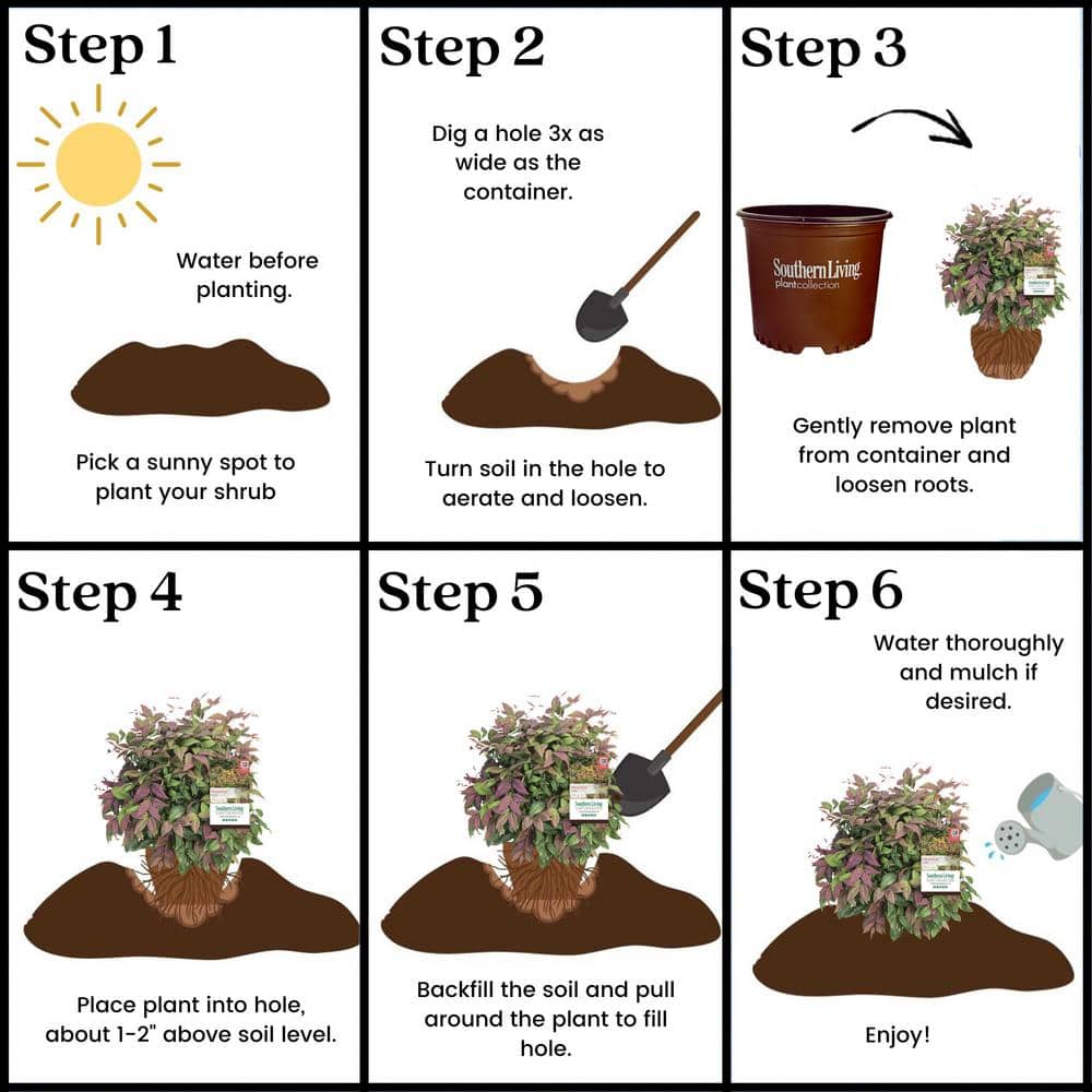 2 Gal. Nandina Blush Pink Shrub with Pink and Red Foliage - Hercitys