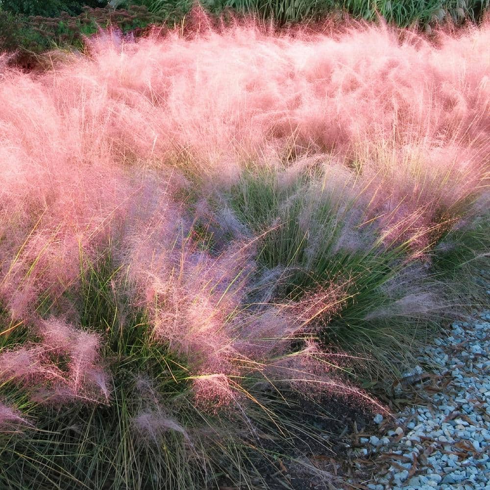2.5 Qt. Pink Muhly Grass with Pink Bloms - Hercitys