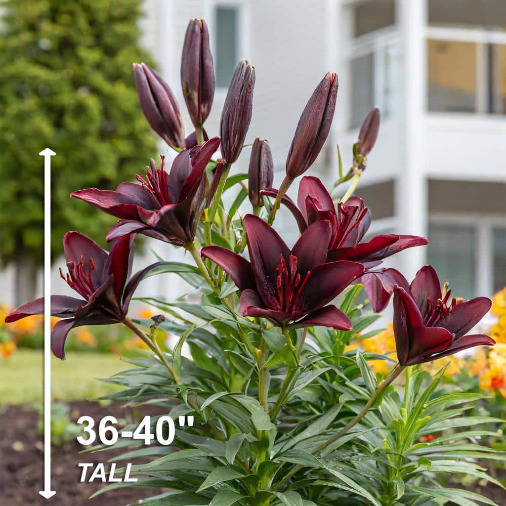 14/16cm, Nightrider Turkish Asiatic Lily Flower Bulbs (Bag of 2) - Hercitys