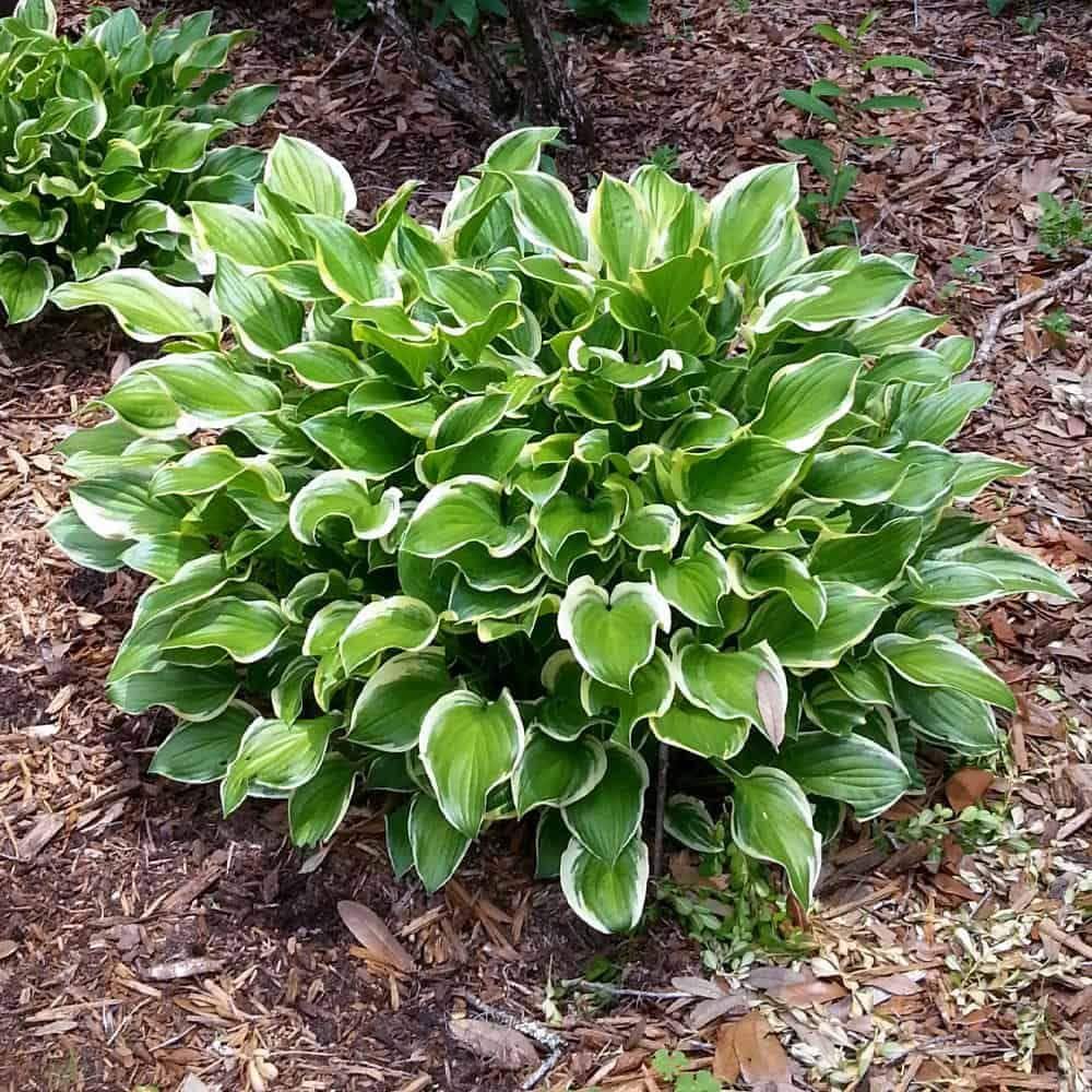 2 Gal. Hosta Variegated Live Perennials Plant (1-Pack) - Hercitys