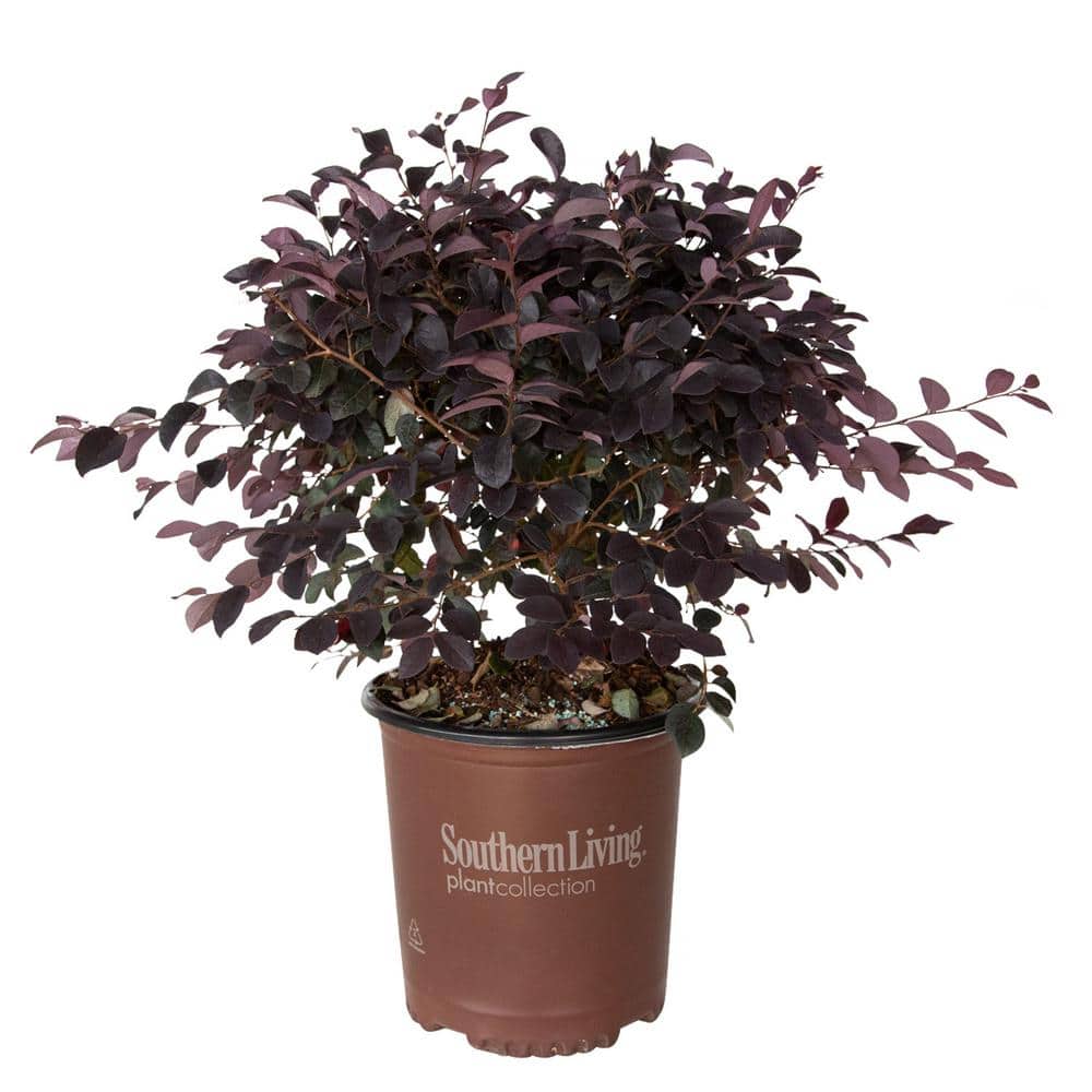 2.5 Qt. Red Diamond Midsize Loropetalum, Evergreen Shrub with Purple Foliage, Red Ribbon Blooms - Hercitys