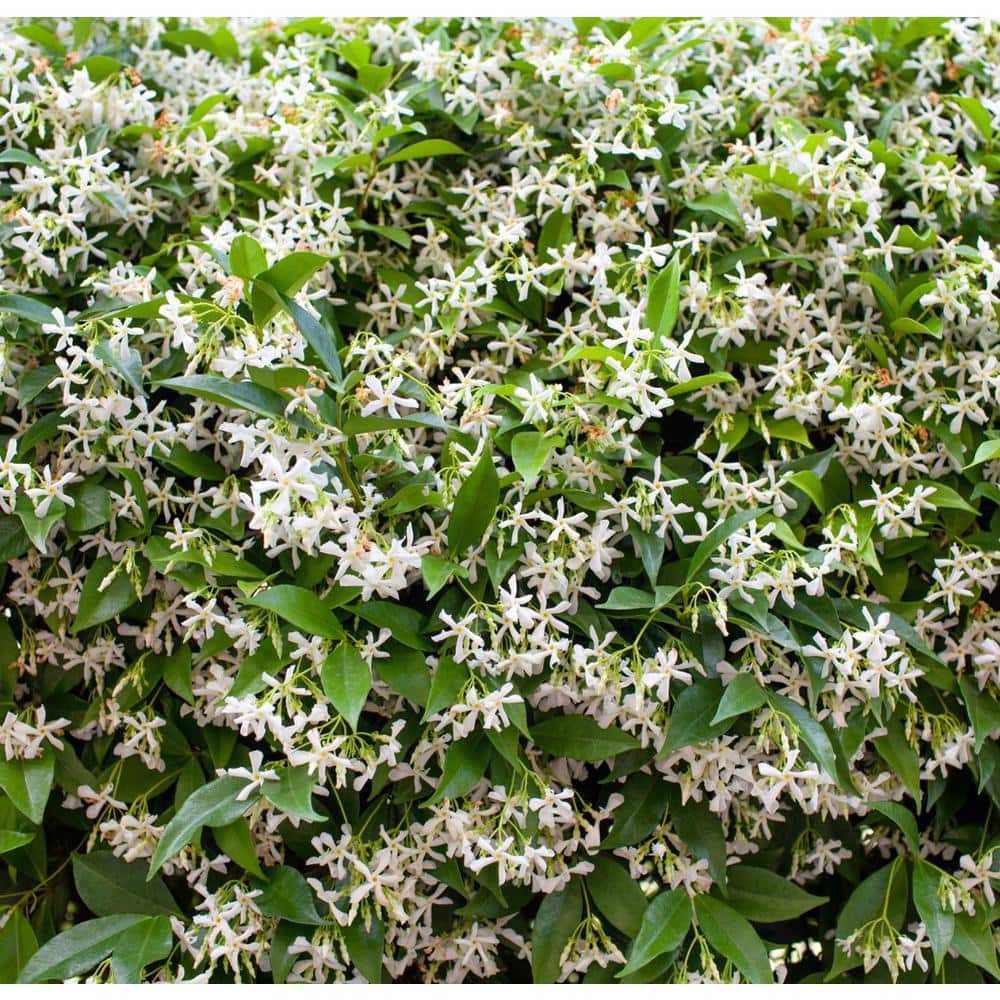 5 Gal. Staked Star Jasmine Evergreen Vine Plant - Hercitys