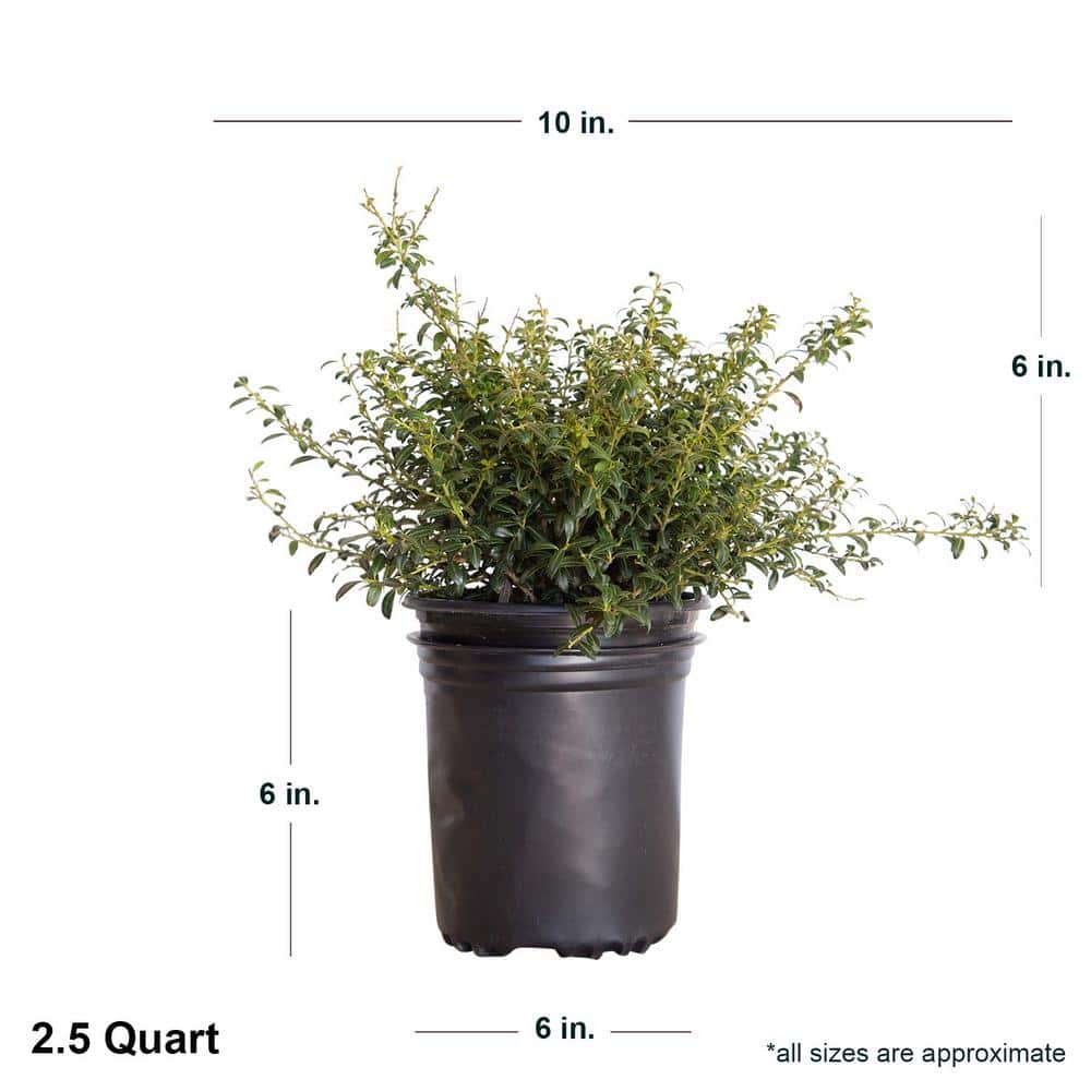 2.5 Qt. Soft Touch Holly(Ilex), Live Evergreen Shrub, Finely Textured Green Foliage - Hercitys