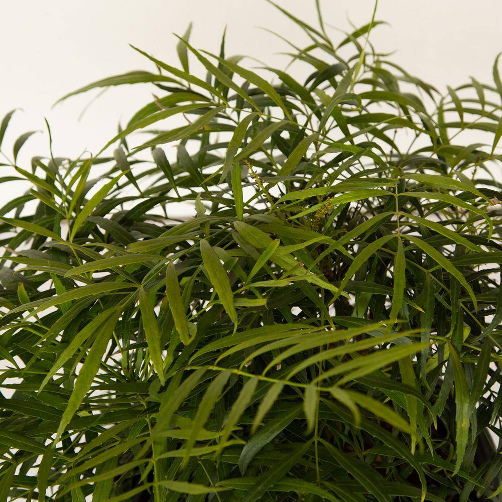 2 Gal. Soft Caress Mahonia, Live Evergreen Shrub, Bright Yellow Flowers - Hercitys