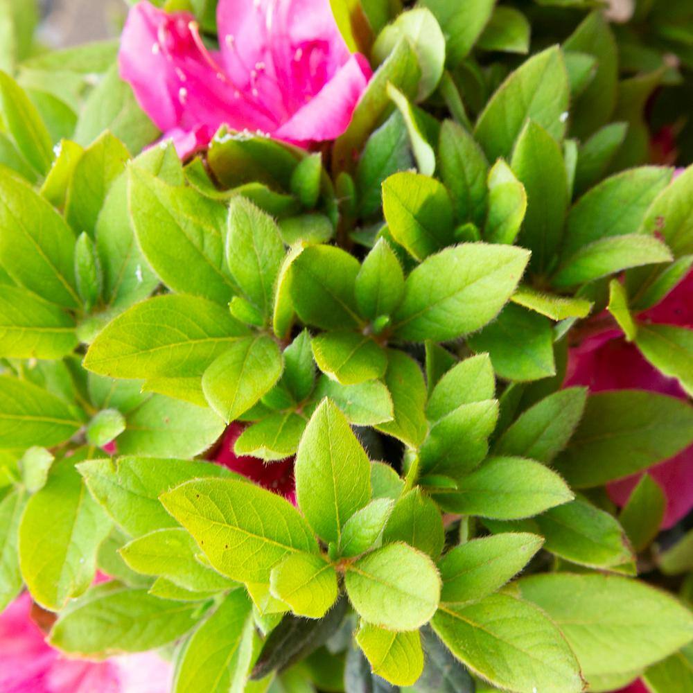 3 Gal. Autumn Sangria Shrub with Neon Pink Reblooming Flowers - Hercitys