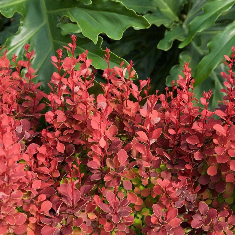 2 Gal. Orange Rocket Barberry Shrub - Hercitys