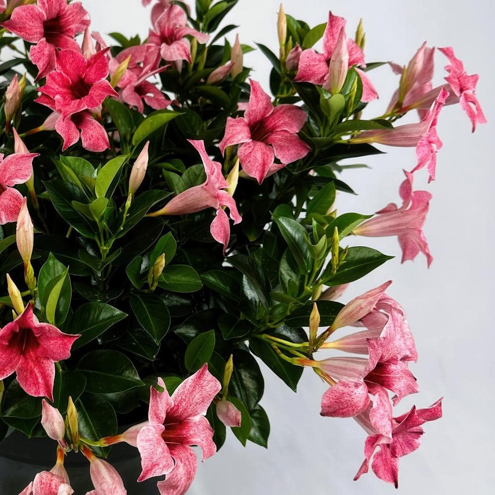 4 in. Mandevilla Mauvelous Summer Trumpet Vine Annual Plant with Mauve Flowers (3-Pack) - Hercitys