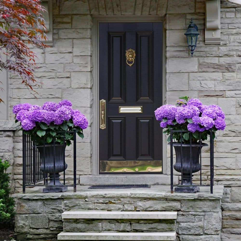 2 Gal. Hydrangea Violet Crown Shrub with Purple Flowers - Hercitys