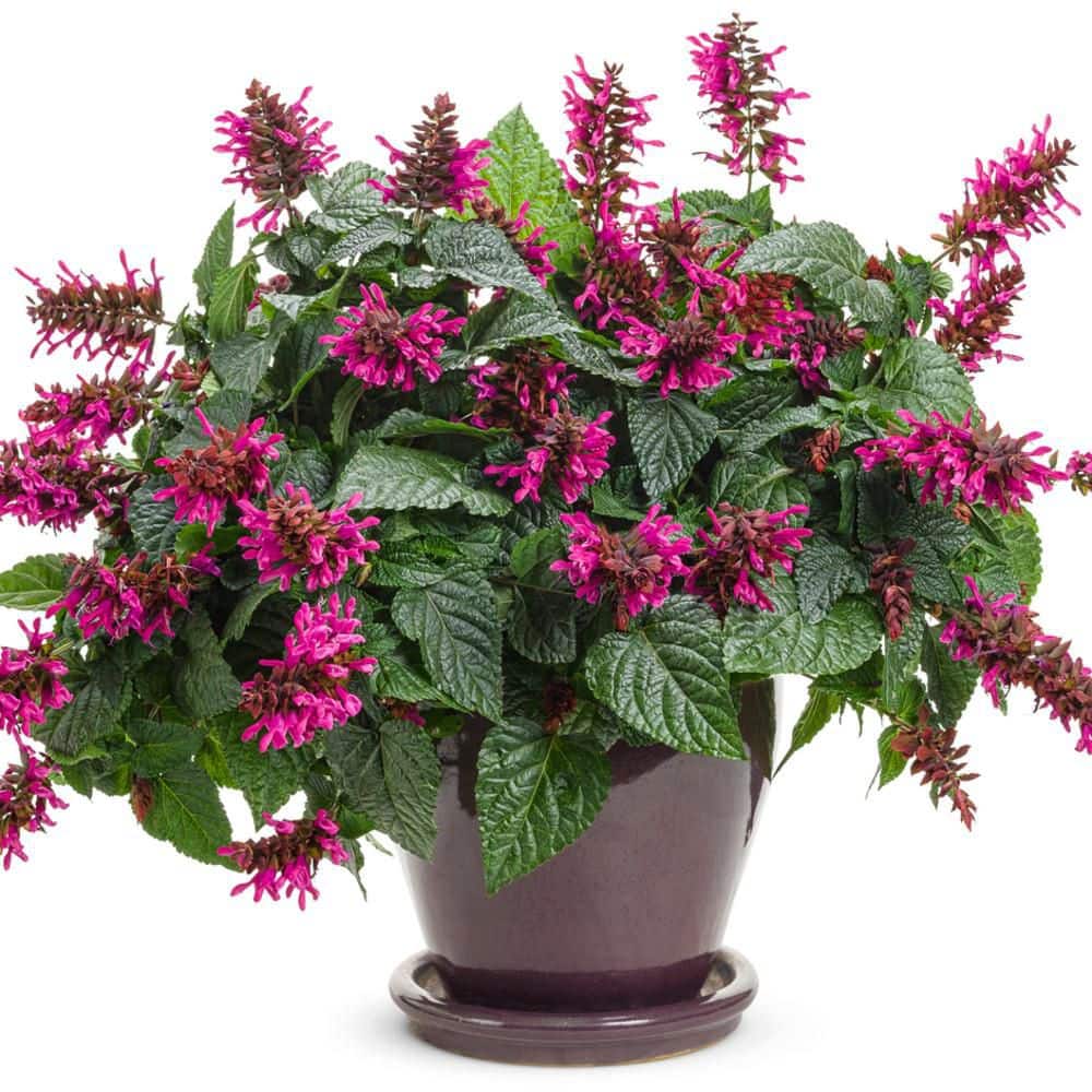4.25 in. Eco+ Grande Rockin’ Fuchsia Salvia (Hybrid) Live Annual Plant with Pink Flowers 4-Pack - Hercitys