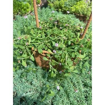 5.3 in. Phyla Nodiflora Succulent, With Pink Flowers - Hercitys