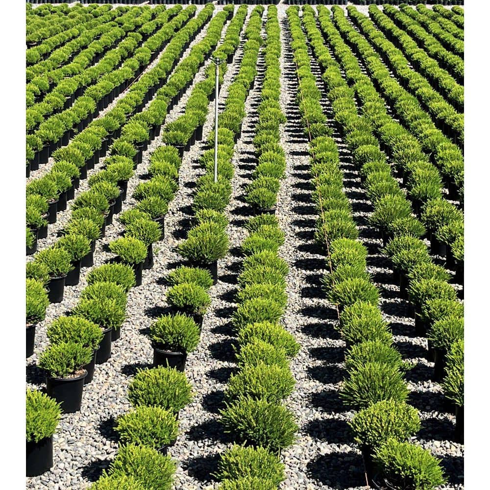 2.5 Qt. Mediterranean White Heather Live Shrub with White Flowers - Hercitys