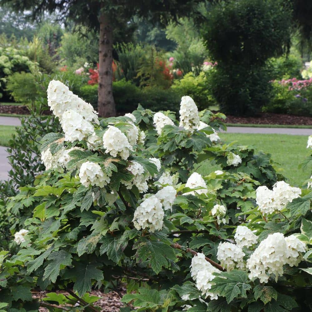 4.5 in. qt. Gatsby Glow Ball Oakleaf Hydrangea (Quercifolia) Live Flowering Shrub with White to Green Flowers - Hercitys