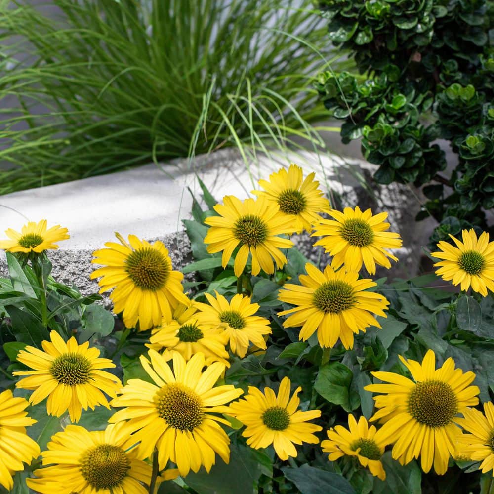 2 Qt. Echinacea Coneflower Sunseeker Citrus Yellow Perennial Plant (3-Pack) - Hercitys