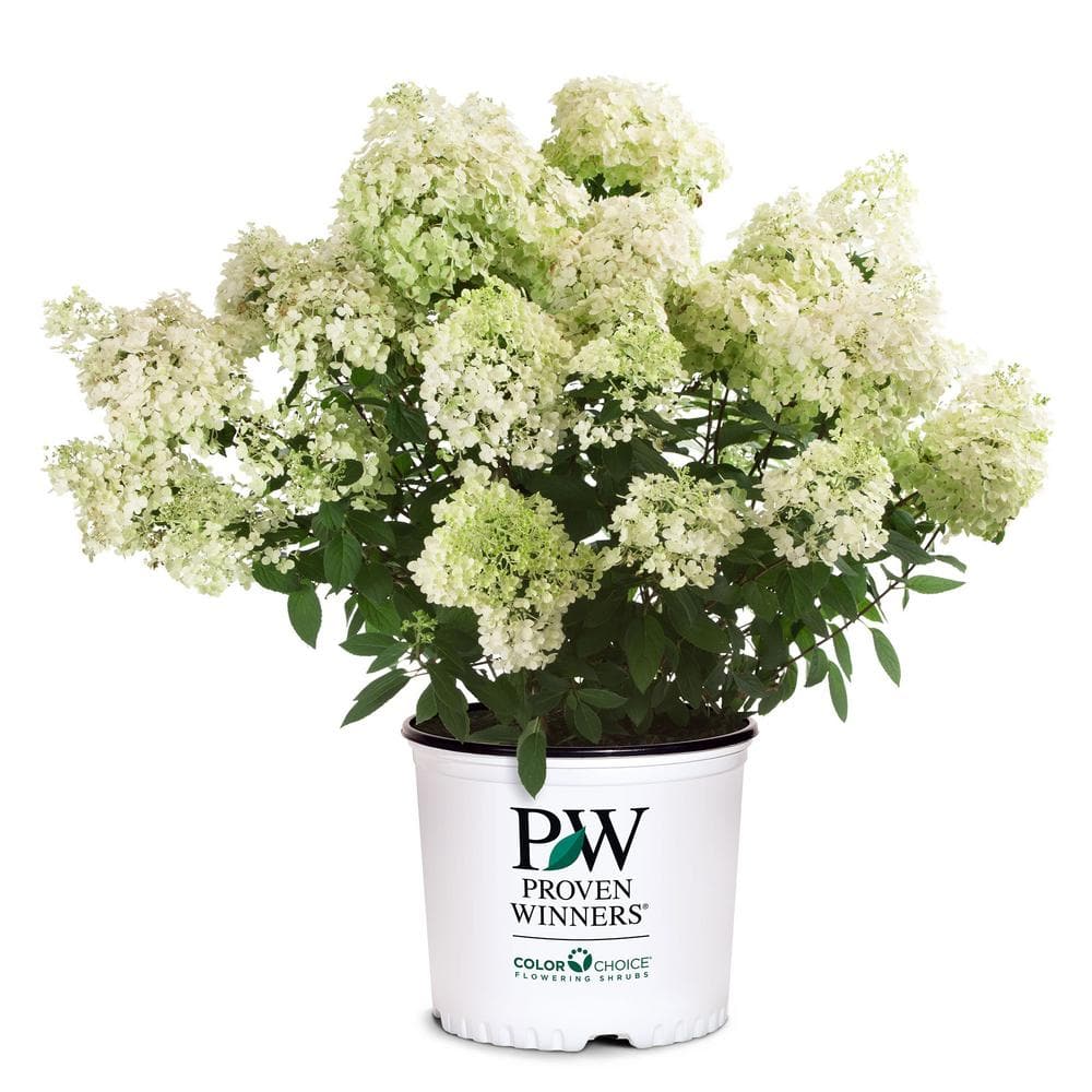 2 Gal. Bobo Hydrangea Shrub with White Flowers - Hercitys