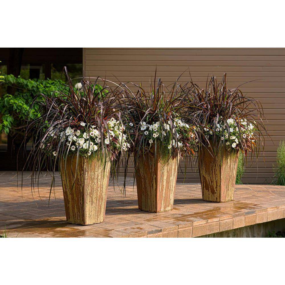 4.25 in. Eco+Grande Supertunia Latte (Petunia) Live Plant, Silver-White and Brown Flowers (4-Pack) - Hercitys