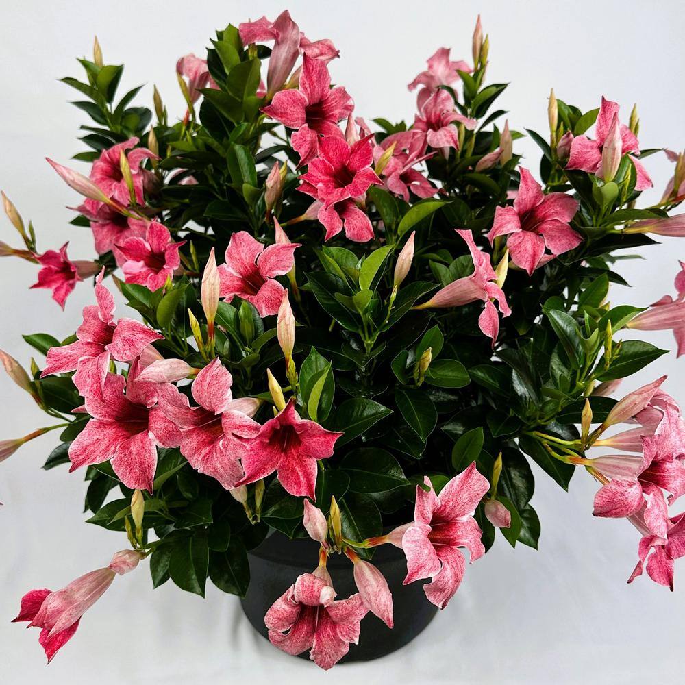 4 in. Mandevilla Mauvelous Summer Trumpet Vine Annual Plant with Mauve Flowers (3-Pack) - Hercitys