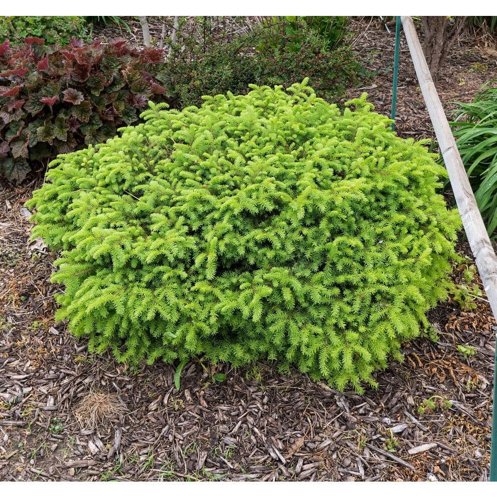 1 Gal. Little Gem Norway Spruce Shrub Richly, Nomaintenance Dwarf Conifer - Hercitys