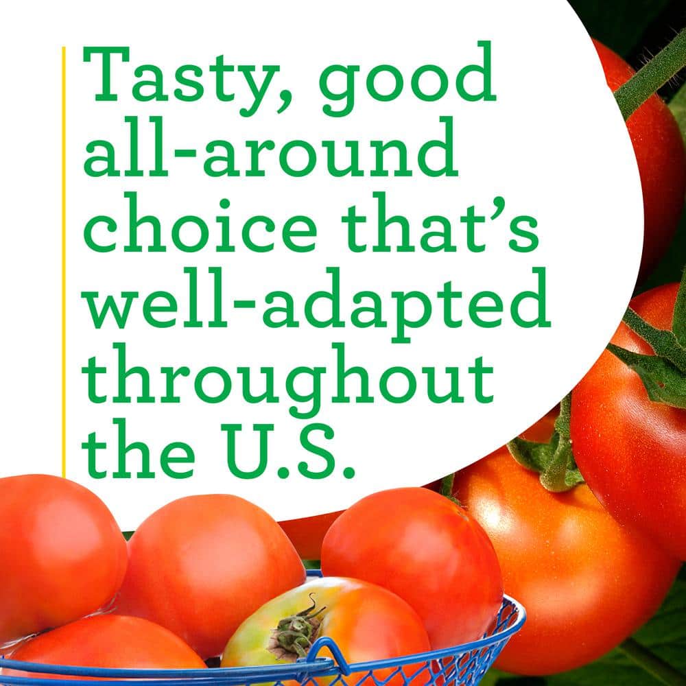 19 oz. Celebrity Tomato Plant (2-Pack) - Hercitys