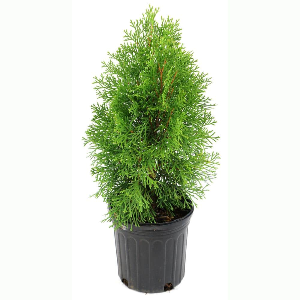 2.25 Gal. Arborvitae Green Giant Shrub - Hercitys
