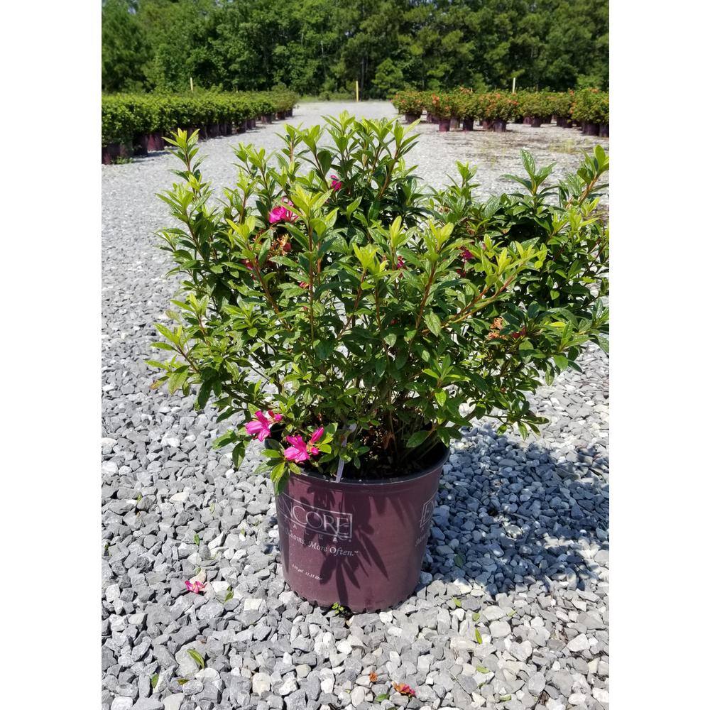 3 Gal. Autumn Amethyst Shrub with Small Magenta Purple Reblooming Flowers - Hercitys