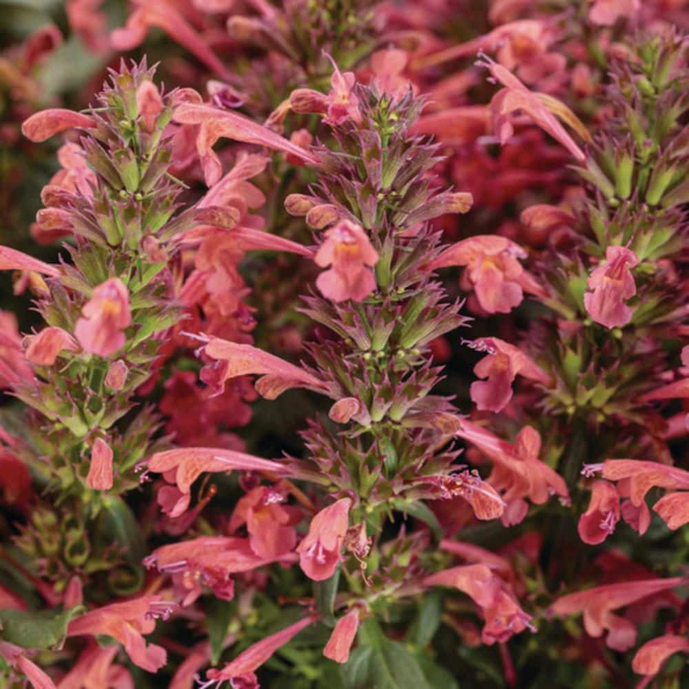 4.25 in. Eco+ Grande ‘Maestro Coral’ Hyssop (Agastache hybrid) Live Annual Plant with Pink Flowers 4-Pack - Hercitys